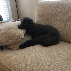 Meet your Posher, Sue